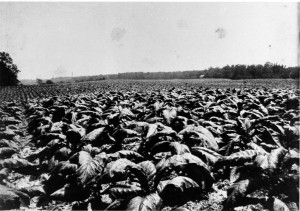 Wessyngton Tobacco Field